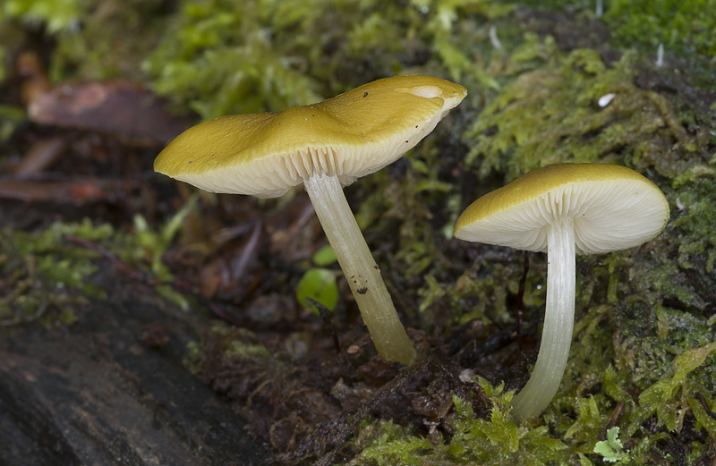 Pluteus chrysophaeus